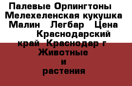 Палевые Орпингтоны,  Мелехеленская кукушка (Малин), Легбар › Цена ­ 70 - Краснодарский край, Краснодар г. Животные и растения » Птицы   
